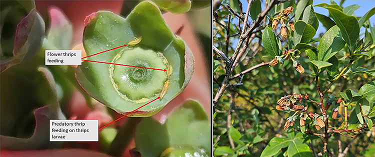 Thrips damage and insects on blueberry